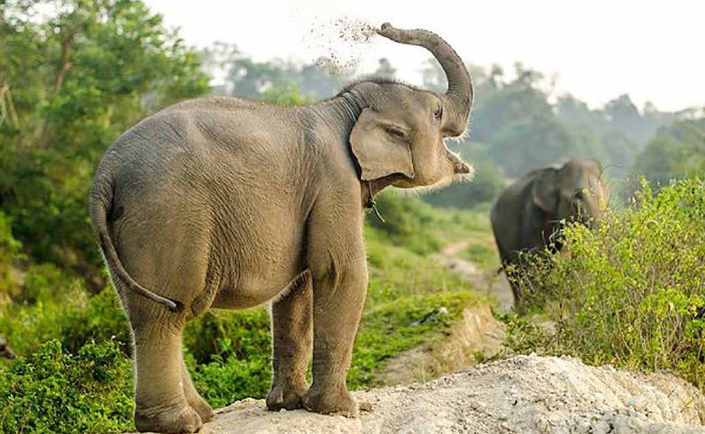 Bona the baby elephant is fit and healthy thanks to the work of three Australian volunteers who raised more than $24,000 to feed and rehabilitate her. Bona the baby elephant is fit and healthy thanks to the work of three Australian volunteers who raised more than $24,000 to feed and rehabilitate her.